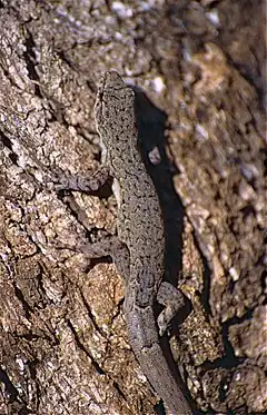 Description de l'image Robust Dwarf Gecko (Lygodactylus pictus) (9640816186).jpg.