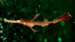 Description de l'image Robust Ghost Pipefish.jpg.