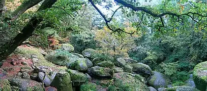 Groupe de rochers de grande taille, entourés par une forêt luxuriante.