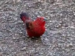 Description de l'image Rock Firefinch (Lagonosticta sanguinodorsalis), crop.jpg.