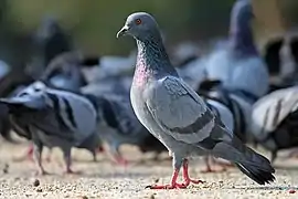 Pigeon biset, également présent sur les îles canaries