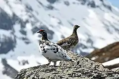 Deux oiseaux, un blanc et un brun, sur un sommet rocheux