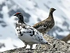 Deux oiseaux de taille moyenne de profil et de la famille des Lagopèdes alpins sur un rocher. Celui au premier plan a le corps blanc, des taches et la tête noire et le dessus des yeux rouges. L'autre a un plumage brun, gris et blanc.