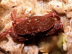 Description de l'image Rock crab on tunicate colony.jpg.