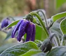 Variété de Capsicum pubescens (Piment Rocoto Manzano Rojo).