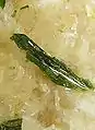 Rodalquilarite sur alunite, Chili, cristal: 4-5 mm