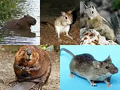 Divers Rodentia