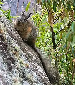 Description de l'image Rodent on a rock in South America-8.jpg.