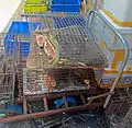 Rats en cages, marché humide de Shenzhen