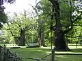 Les chênes du parc du château de Rogalin.