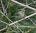 Roitelet à couronne rubis mâle (Québec)