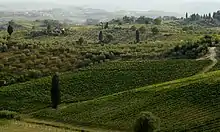 Photographie couleur d'un paysage de collines verdoyantes couvertes de vignobles et de plantations.
