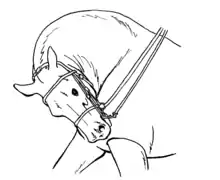Dessin en noir et blanc représentant un cheval le nez dans le poitrail, la tête tordue de façon excessive vers la gauche, l'encolure courbée.