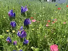 Fleurs présentent sur le rond-point du Tilleul. Illustration de la gestion différenciée des espaces verts à Brumath. Objectif : intégrer la nature au cœur de la Ville.