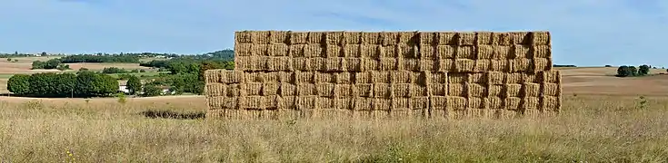 Balles de paille parallélépipédiques, regroupées avant transport, en Charente