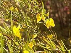 Fleur de Rooibos