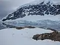 Rookerie de manchots papous à Neko Harbour dans la Péninsule Antarctique décembre 2016. On distingue les sentiers qui relient les rookeries entre elles et à la mer.