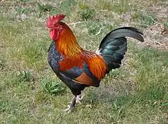 Gallus gallus