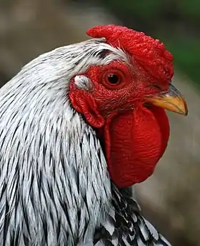 Tête de coq Wyandotte