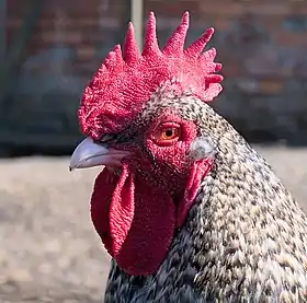 Tête d'un coq de Malines