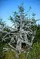 Racines d'arbre tombé et mort ; habitat d'invertébrés spécifique.