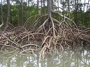 Racines dans la forêt pluviale amazonienne.