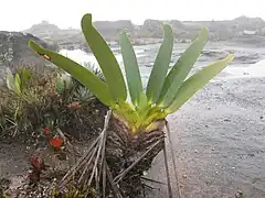 Stegolepis guianensis, mont Roraima