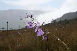 Utricularia humboldtii (Utriculaire d'Humboldt), mont Roraima