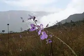 Description de l'image Roraima Utricularia humboldtii.JPG.