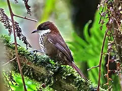 Description de l'image Roraimia adusta - Roraiman Barbtail; Gran Sabana, Venezuela.jpg.