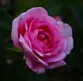 Rose à moitié épanouie