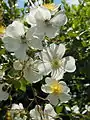 Fleurs de 'Rambling Rector' à la roseraie de Rome