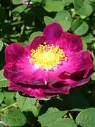 'Alain Blanchard' 1839, groupe: Hybride rose gallique, Centifolia Parentage Rosa centifolia L. × Rosa gallica L.