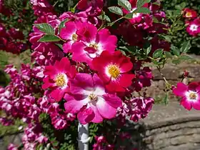 Rose 'Libertas' (Tantau, 2015).