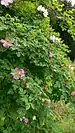 Rosier Rosa moyesii dans le jardin des roses anciennes.