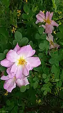 Rosier Rosa moyesii dans le jardin des roses anciennes (détail de la fleur)
