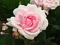 Rose 'Petit Trianon' (2004, Meilland-Richardier)