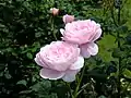 'Queen of Roses', parc Tawazako au Japon