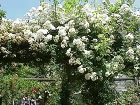 ‘Rambling Rector’, multiflora liane, non remontant.