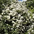 Buisson de 'Rambling Rector' en Angleterre.