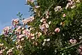 Rosa 'Ella Elisabeth' - une rose née dans le jardin d'Ivo Pauwels