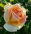 Rose 'Helen Hayes' (Brownell 1956), hybride de Rosa wichuraiana x 'Sutter's Gold'