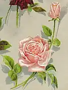 Peinture de la rose 'La France' dans la New International Encyclopedia (1902).