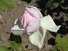 Rose 'La France' de la roseraie de Baden (Autriche) dans le Doblhoffpark.