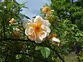 Roses 'Maigold' pleinement épanouies au jardin botanique de Berlin