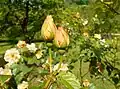 Boutons de rose 'Maigold' au jardin botanique de Berlin