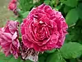 Roses 'Commandant Beaurepaire'.