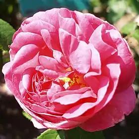 'Président de Sèze', jardin des plantes.