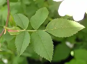 Feuille composée.