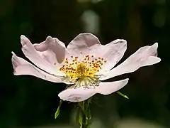 Fleur de rosa canina. Mai 2022.